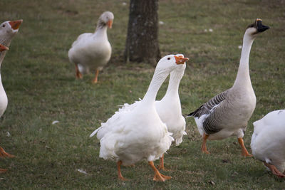 Birds on grassy field