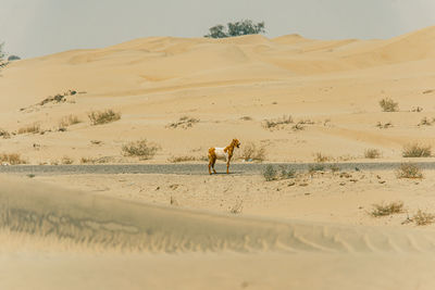 Goat on footpath in desert 