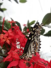 Close-up of butterfly pollinating on red flower