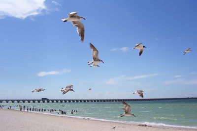 View of birds flying over calm sea