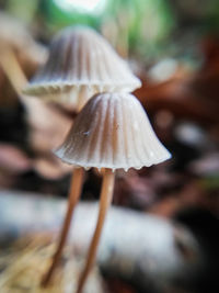 Close-up of mushroom growing outdoors