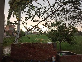 Trees and house against sky