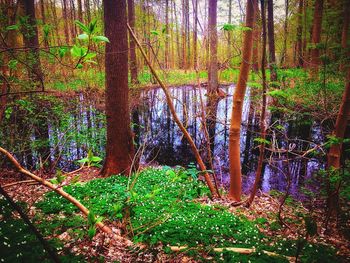 Trees in forest