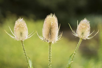 Close-up of plant against blurred background