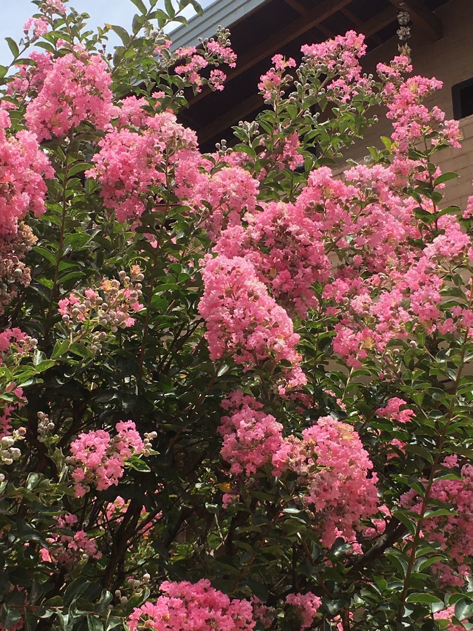 CLOSE-UP OF PINK FLOWERING PLANT IN BLOOM