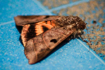 High angle view of butterfly on floor