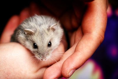 Close-up of hand holding baby