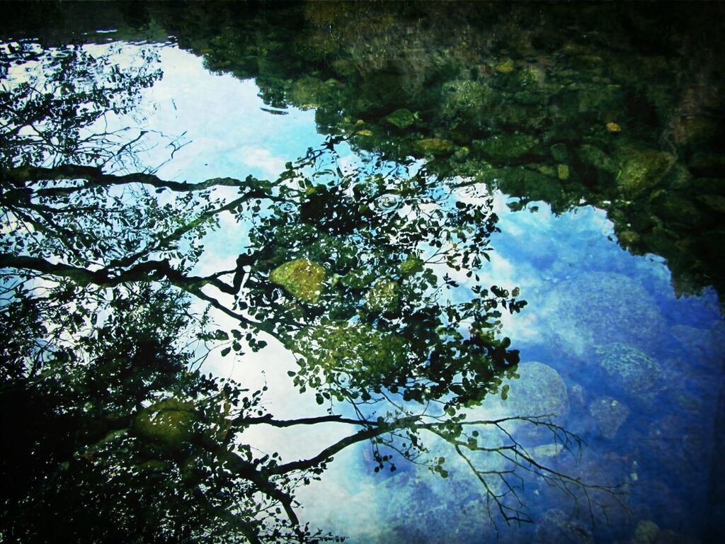 tree, reflection, branch, water, tranquility, nature, lake, beauty in nature, sky, low angle view, tranquil scene, scenics, standing water, growth, silhouette, blue, no people, outdoors, idyllic, day