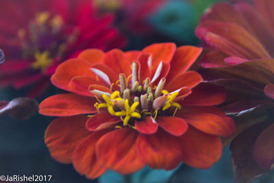 Close-up of flower blooming outdoors