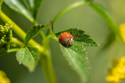 Close-up of ladybug on leaf