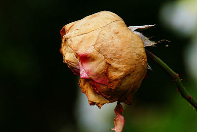 Close-up of dry rose plant