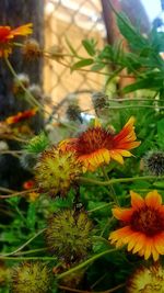 Close-up of orange flowers blooming outdoors