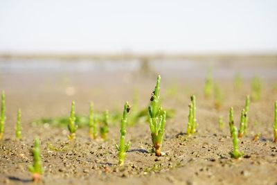 Close-up of plant growing on field