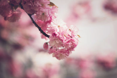 Close-up of pink cherry blossom