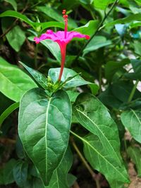 Close-up of flower