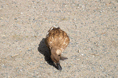 High angle view of bird on field