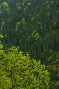 Pine trees in forest