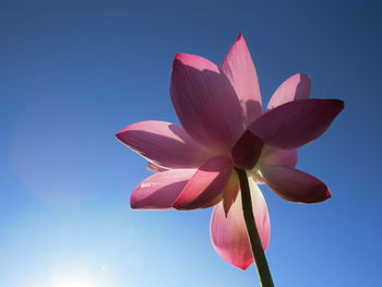 Low angle view of pink lotus  flowering plant against clear blue sky