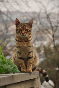 Close-up of cat