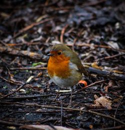 Close-up of bird perching on ground