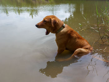 Dog in a lake