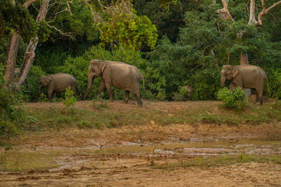 Elephant in a forest