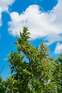Low angle view of plant against sky