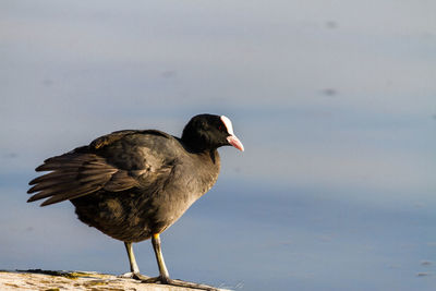 Close-up of bird perching on rock