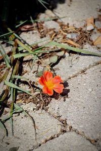 High angle view of orange flowering plant