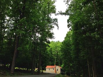 Trees in forest