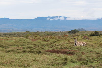 Great scenery of savannah in kenya