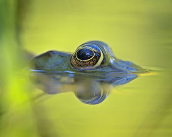 Close-up of turtle in water