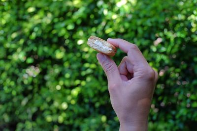 A biscuit with a layer of cream in the middle in someone's hand.