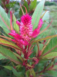 Close-up of pink flowers