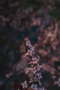 Close-up of pink cherry blossoms