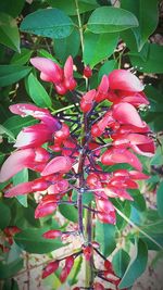 Close-up of pink flowers blooming outdoors