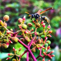 Close-up of insect on plant