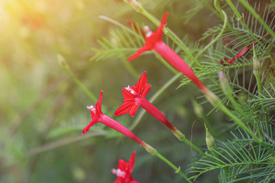 Close-up of red flowering plant