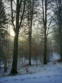 Bare trees in forest