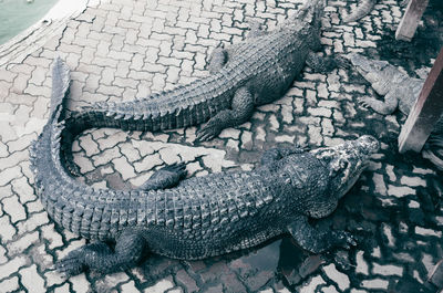 High angle view of crocodile on street