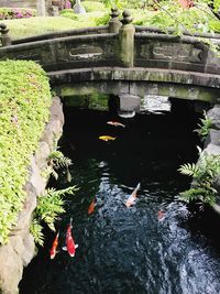 View of koi carps swimming in water