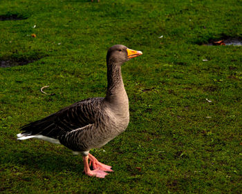 Side view of a bird on field