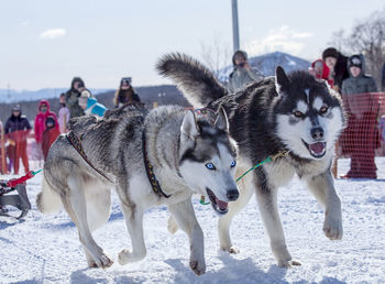 Dogs in harness pulling a sleigh competitions in winter on kamchatka peninsula