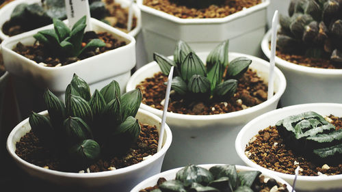 High angle view of potted plants