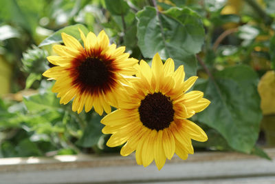 Close-up of yellow sunflower