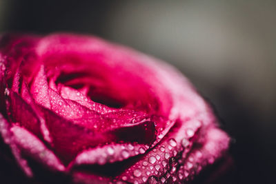 Close-up of red rose