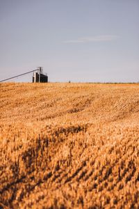 Scenic view of agricultural field against clear sky