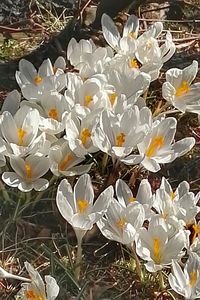 Close-up of white flowers blooming in park