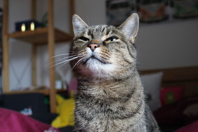 Close-up of cat sitting at home