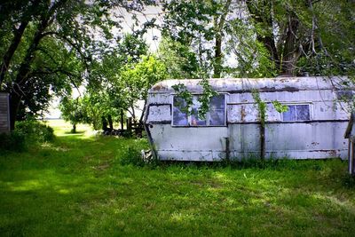 Trees growing on grassy lawn